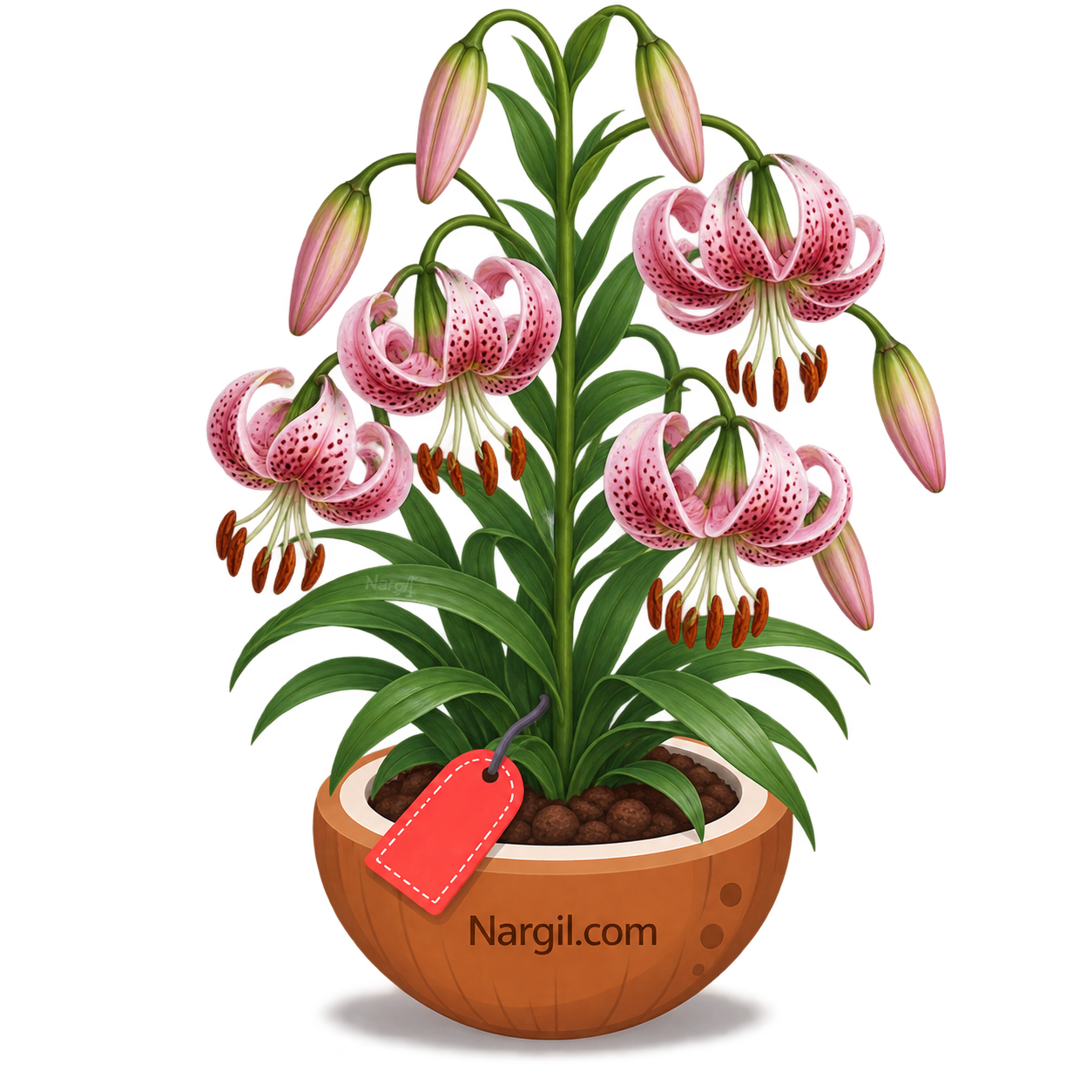 Nargil_Lilium ledebourii
